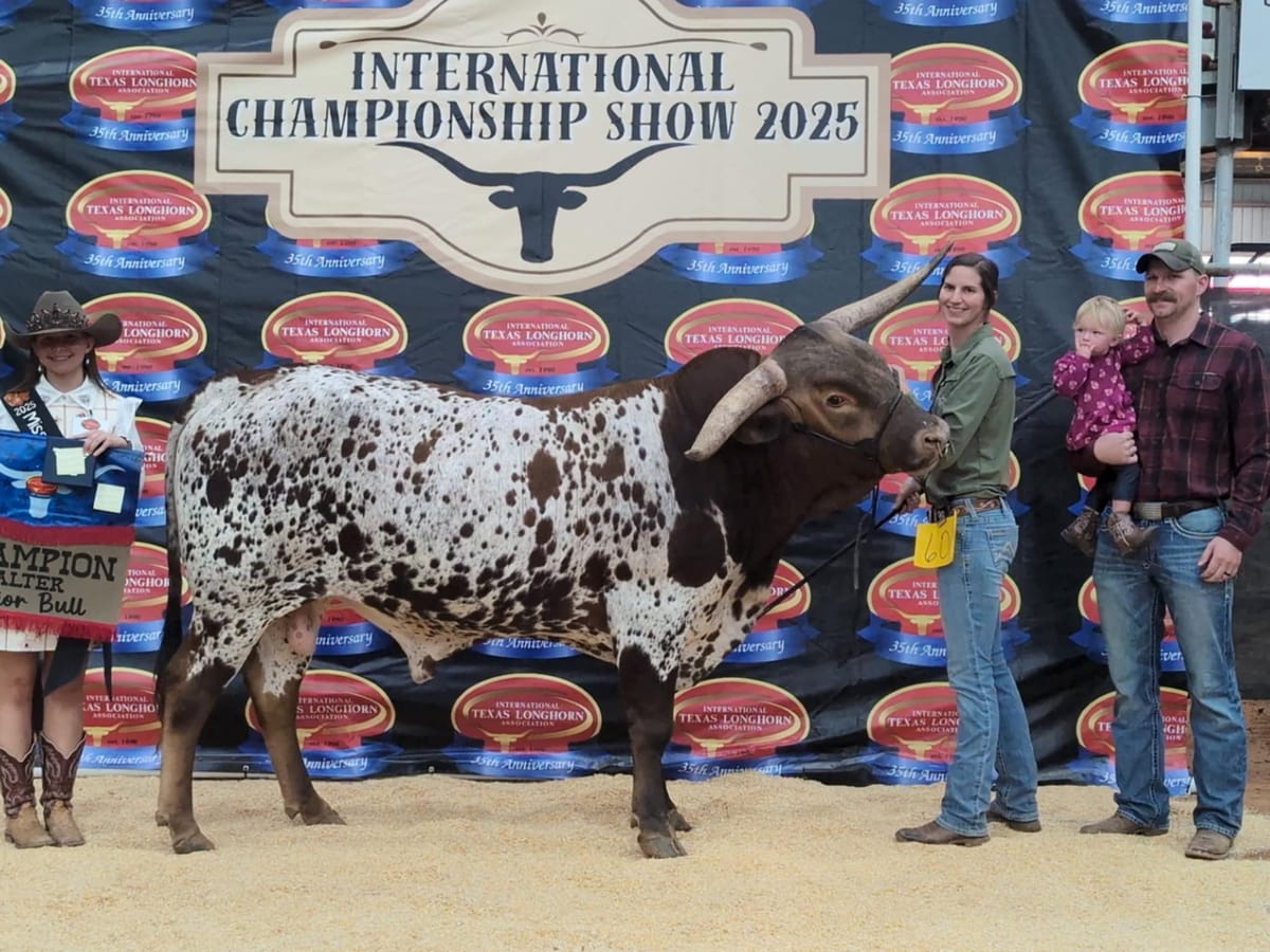 Former Hudson Residents Earn Top Honors with Champion Longhorn Bull